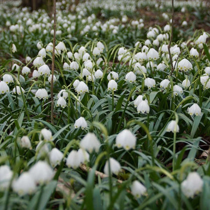 Leucojum Aestivum - x40 - Zomerklokje - Bloembollen