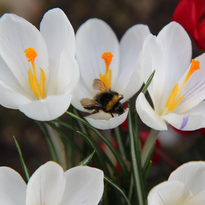 Krokus wit - Set van 30 - Bloembollen
