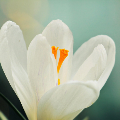 Krokus wit - Set van 30 - Bloembollen