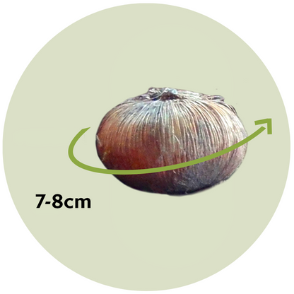 Krokus wit - Set van 30 - Bloembollen
