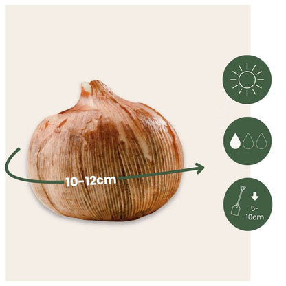 Krokus wit - Set van 30 - Bloembollen