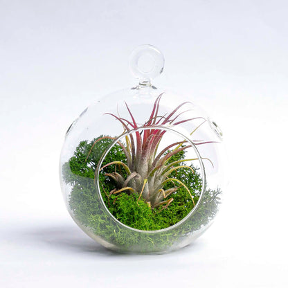 Glass Christmas Ball - Airplant and Reindeer Moss