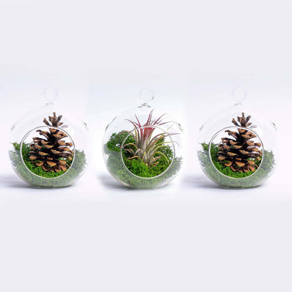 Glass Christmas Ball - Airplant and Reindeer Moss