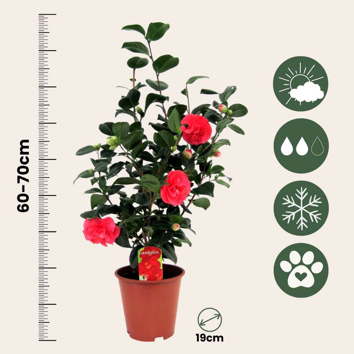 Camellia Japonica - Set van 4 - Japanse roos