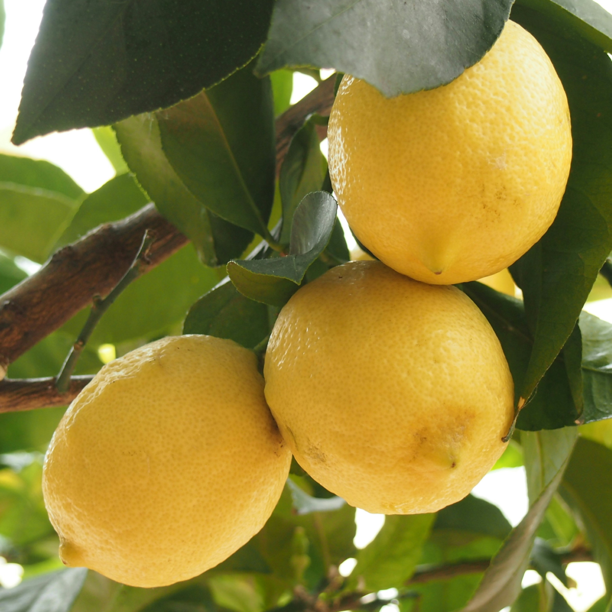 Citrus limon - Citroenboom