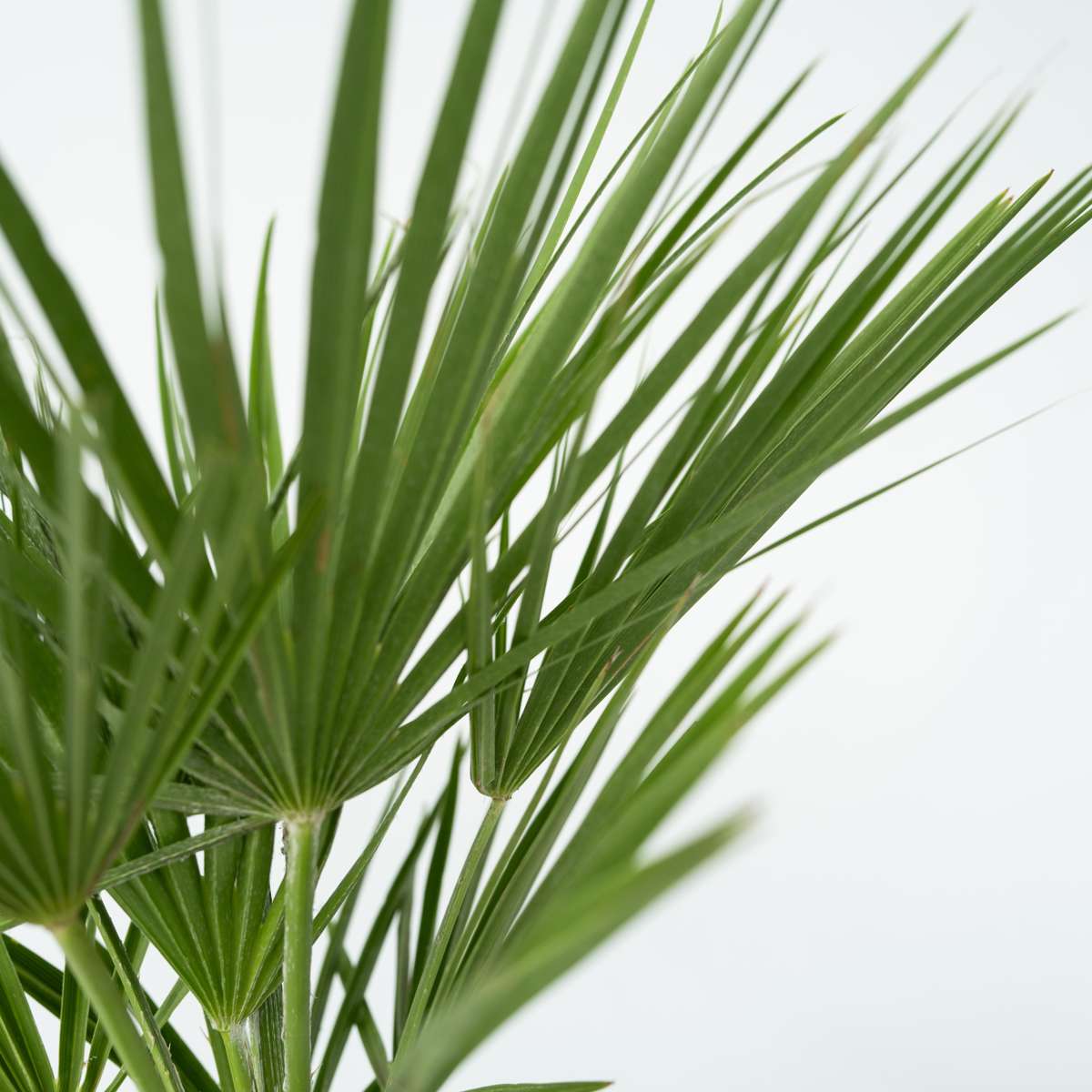 Chamaerops humilis - Europese Dwergpalm