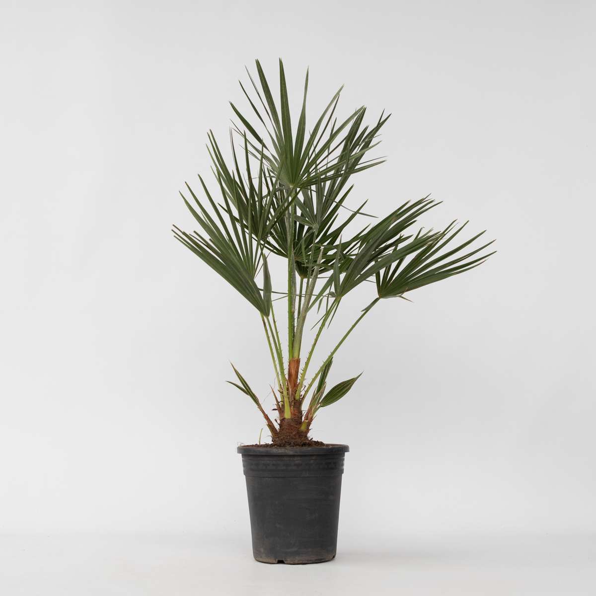 Chamaerops humilis - Europese Dwergpalm