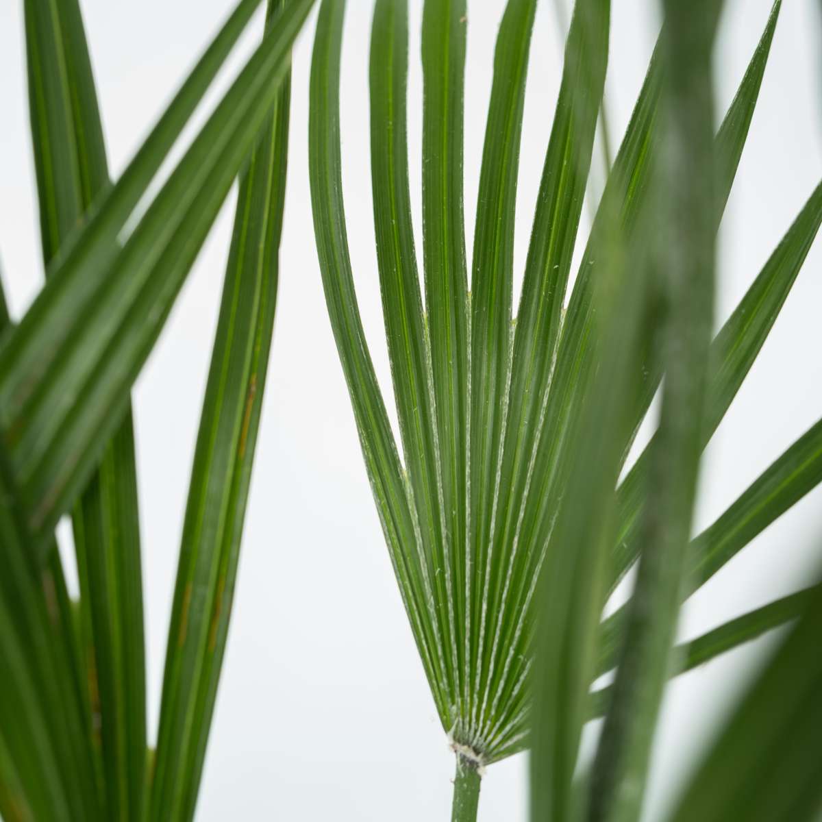 Chamaerops humilis - Set van 2 - Europese dwergpalm