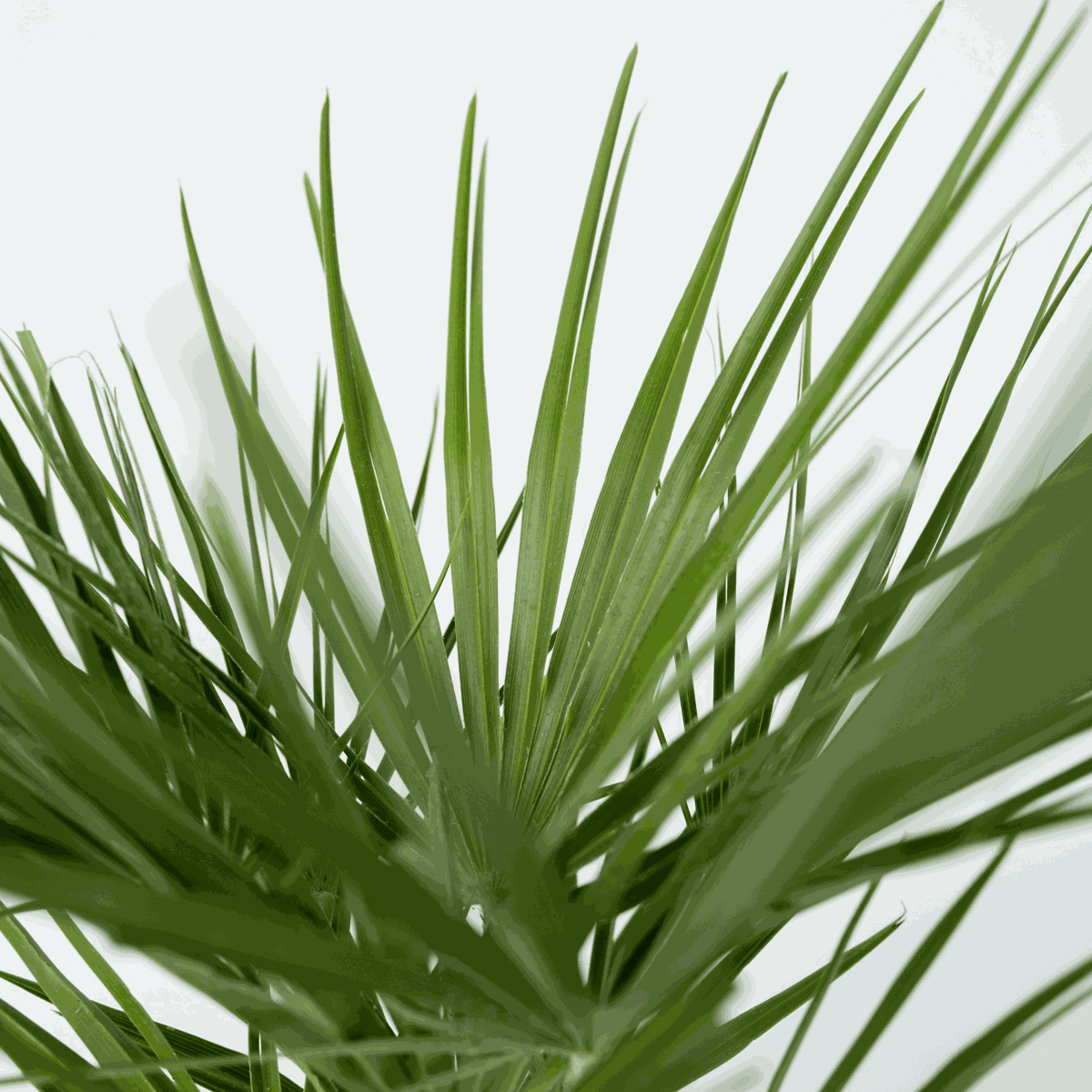 Chamaerops humilis - Set van 2 - Europese dwergpalm