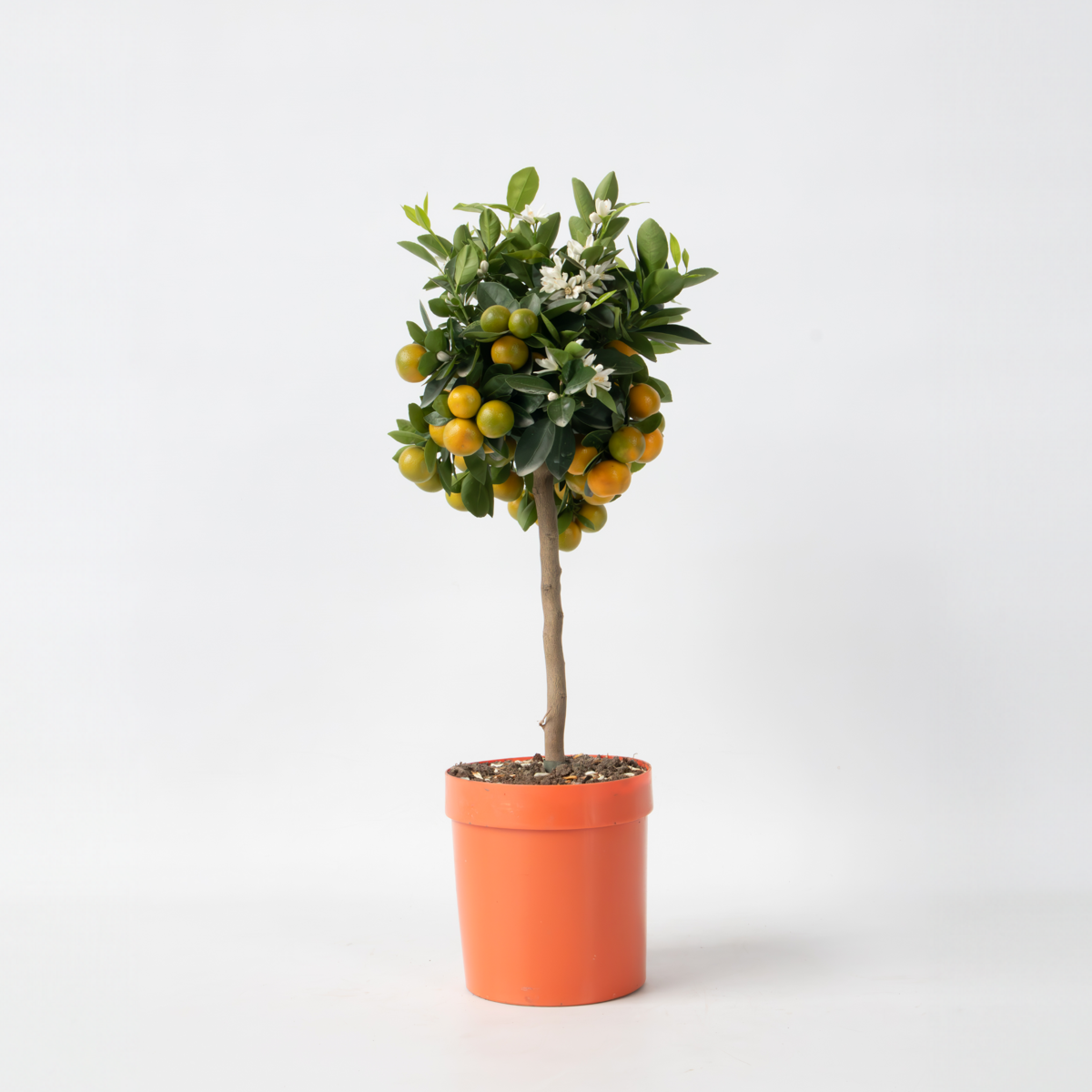 Citrus Calamondin - Citrusboom
