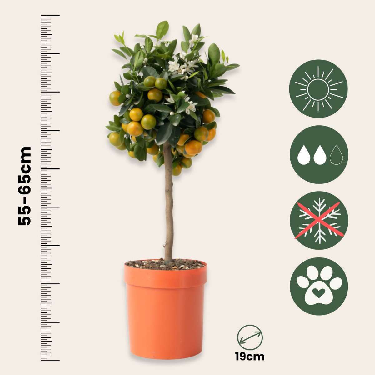 Citrus Calamondin - Citrusboom