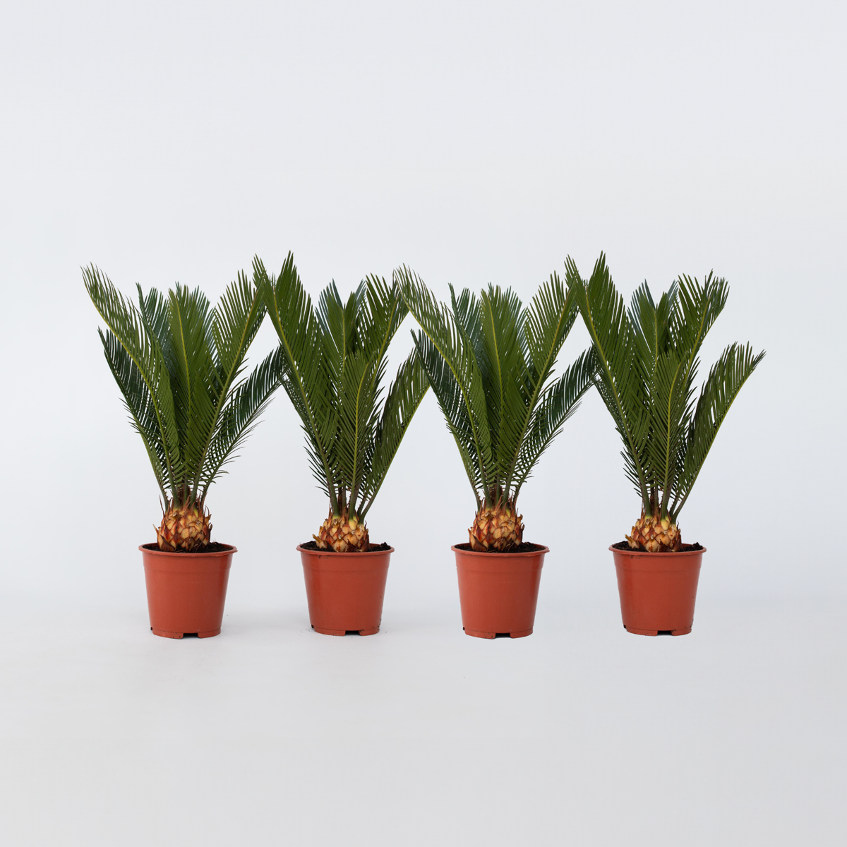 Cycas Revoluta - Set van 4 - Varenpalm