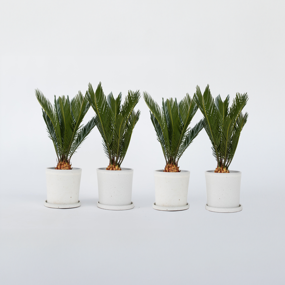 Cycas Revoluta - Set van 4 - Varenpalm