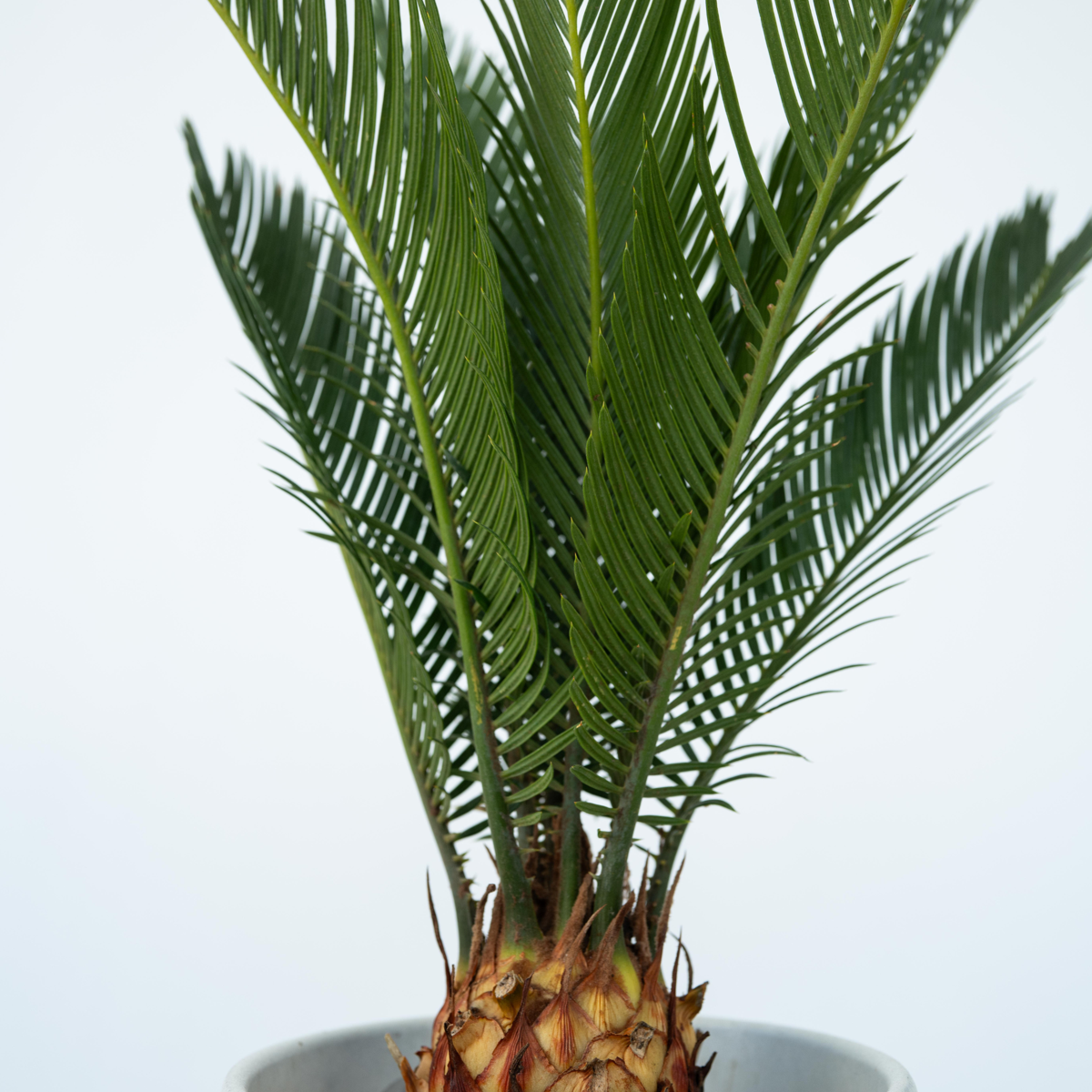 Cycas Revoluta - Set van 4 - Varenpalm