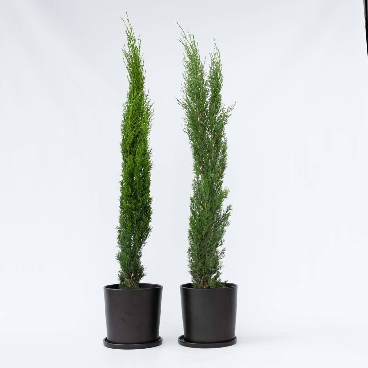 Cupressus sempervirens - Set van 2 - Toscaanse Cipres