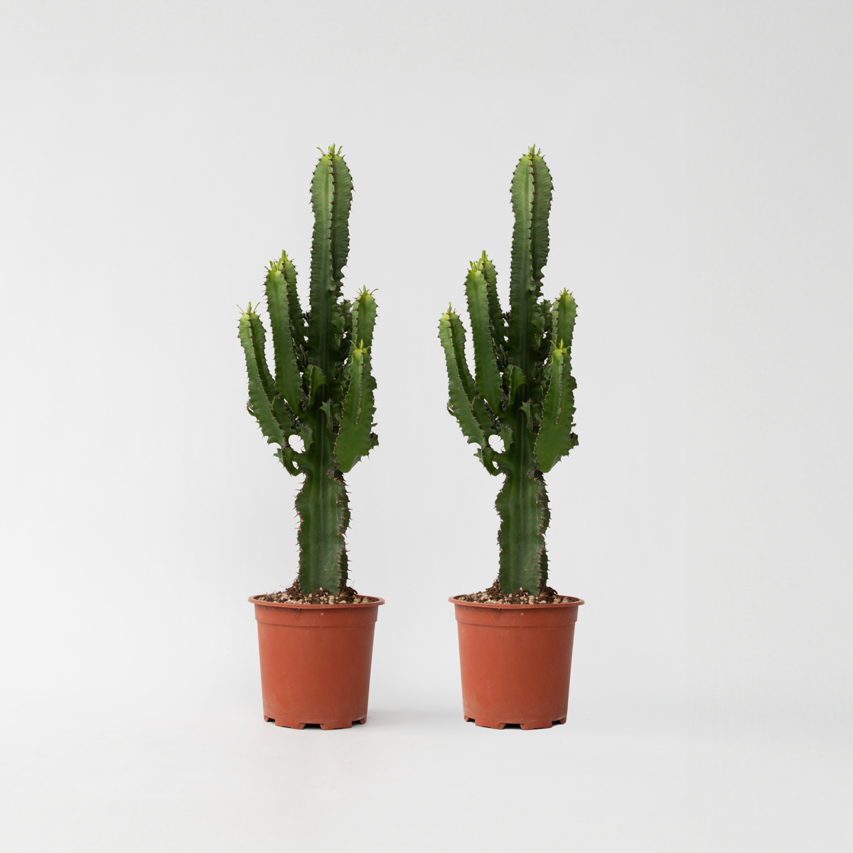 Euphorbia Eritrea - Set van 2 - Cowboycactus