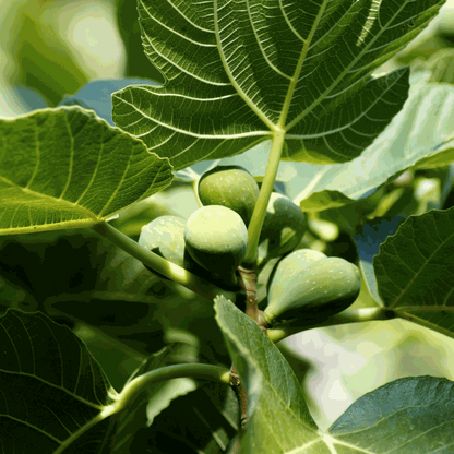 Ficus Carica - Fruitboom - Vijgenboom