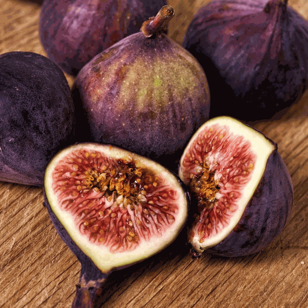 Ficus Carica - Fruitboom - Vijgenboom