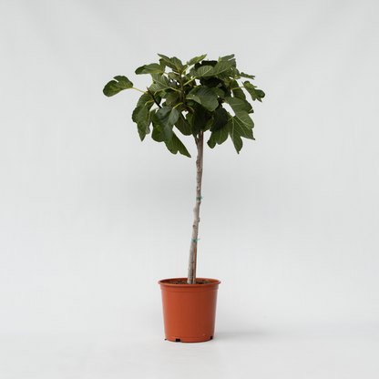 Ficus Carica - Fruitboom - Vijgenboom