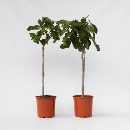 Ficus Carica - Set van 2 - Vijgenboom