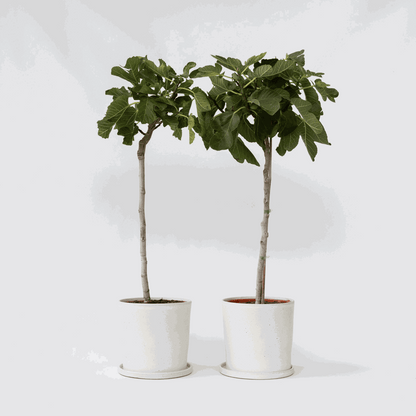 Ficus Carica - Set van 2 - Vijgenboom