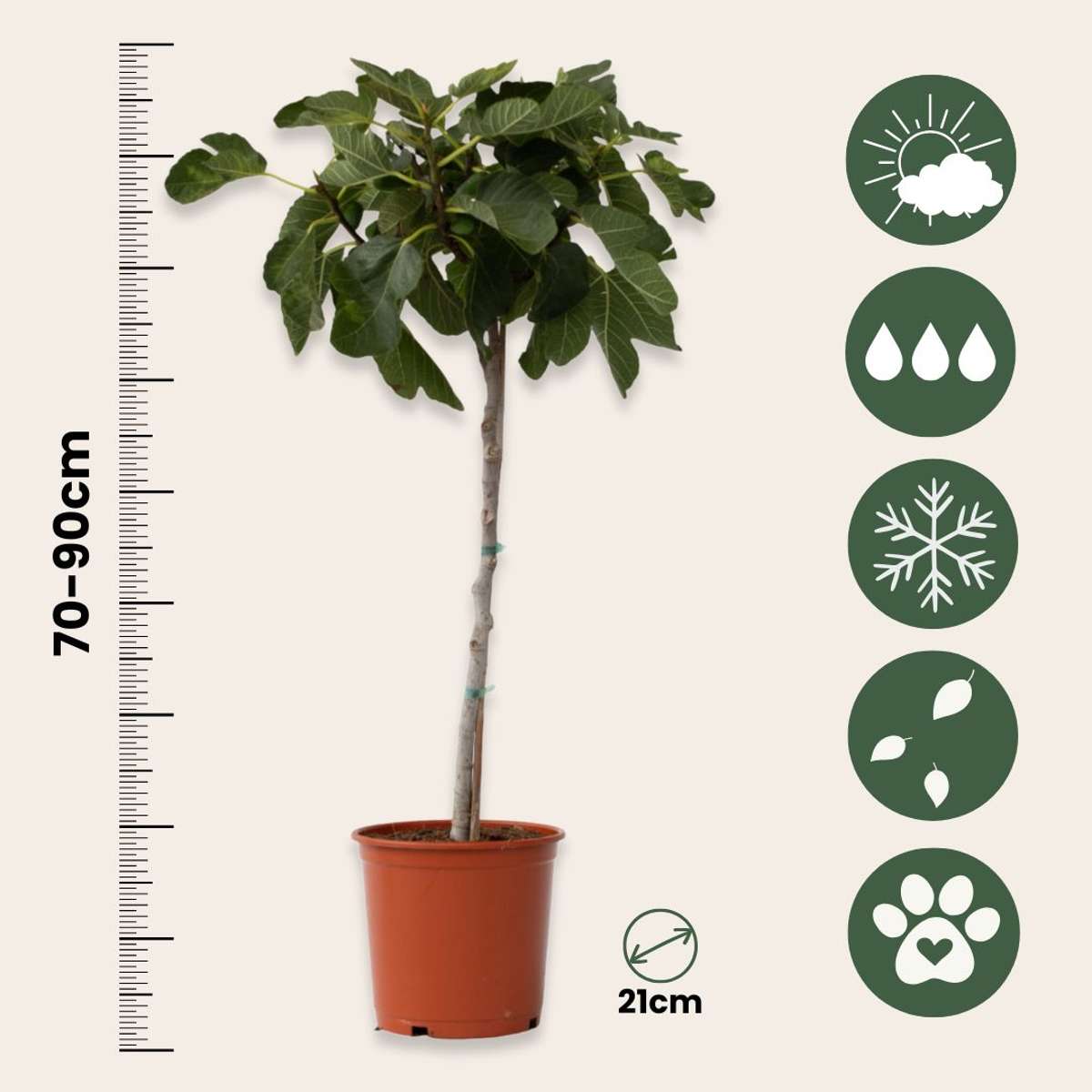 Ficus Carica - Set van 2 - Vijgenboom