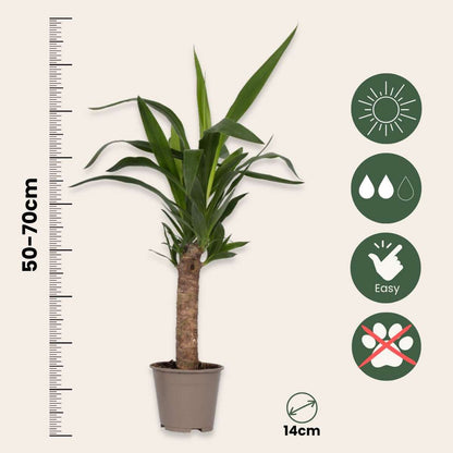 Binnenpalmen - Mix van 6 - Washingtonia, Yucca, Phoenix