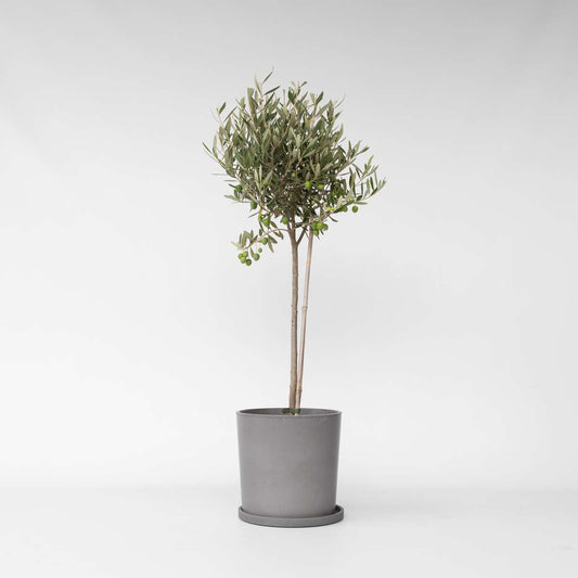 Olea Europaea - Olijfboom