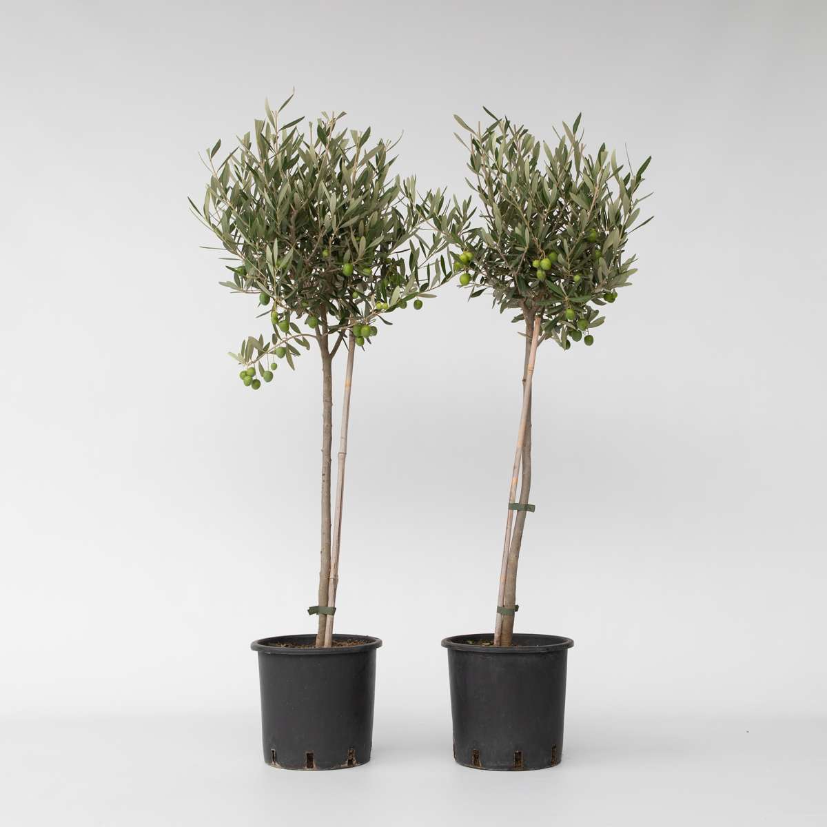 Olea Europaea - Set van 2 - Olijfboom