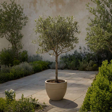 Olea Europaea - Set van 2 - Olijfboom