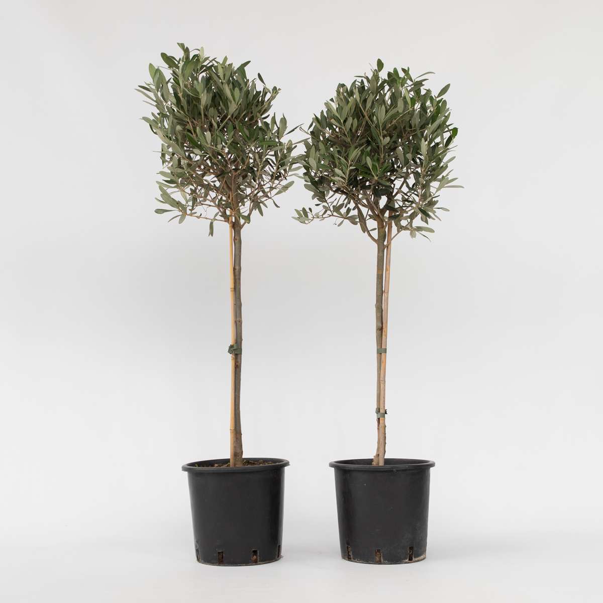 Olea Europaea - Set van 2 - Olijfboom