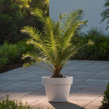 Phoenix Canariensis - Dadelpalm