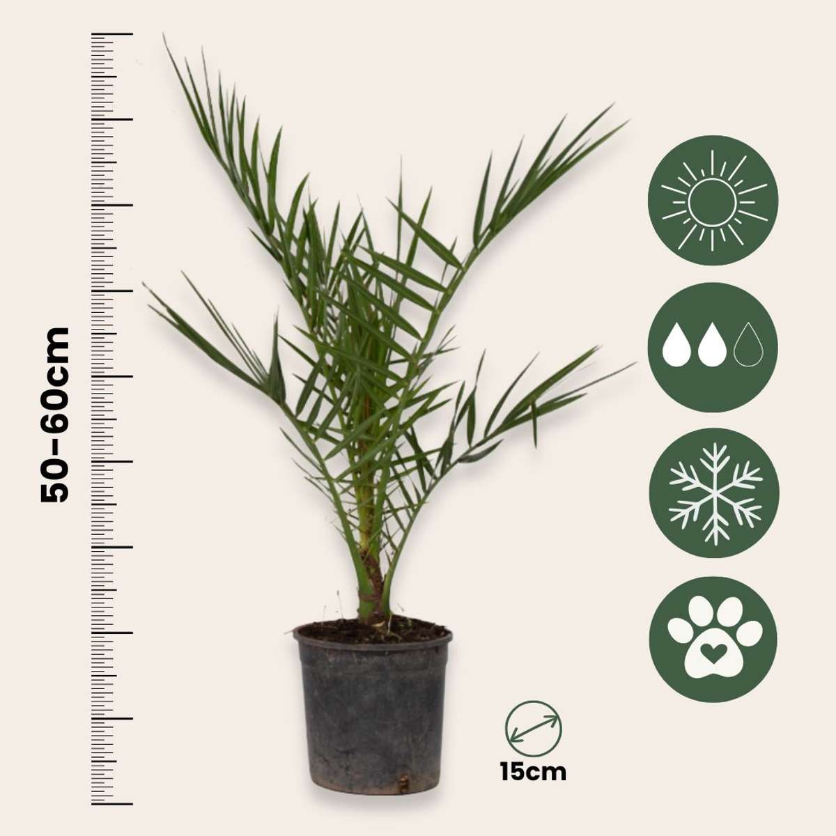 Phoenix Canariensis - Set van 4 - Dadelpalm