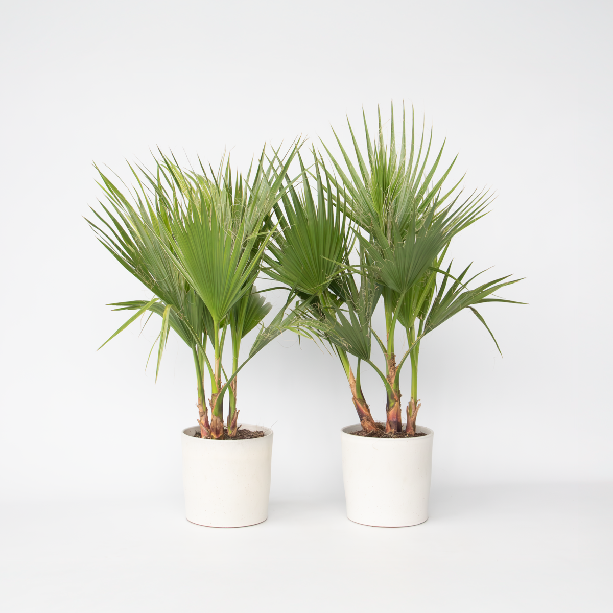 Washingtonia Robusta - Set van 2 - Waaierpalm