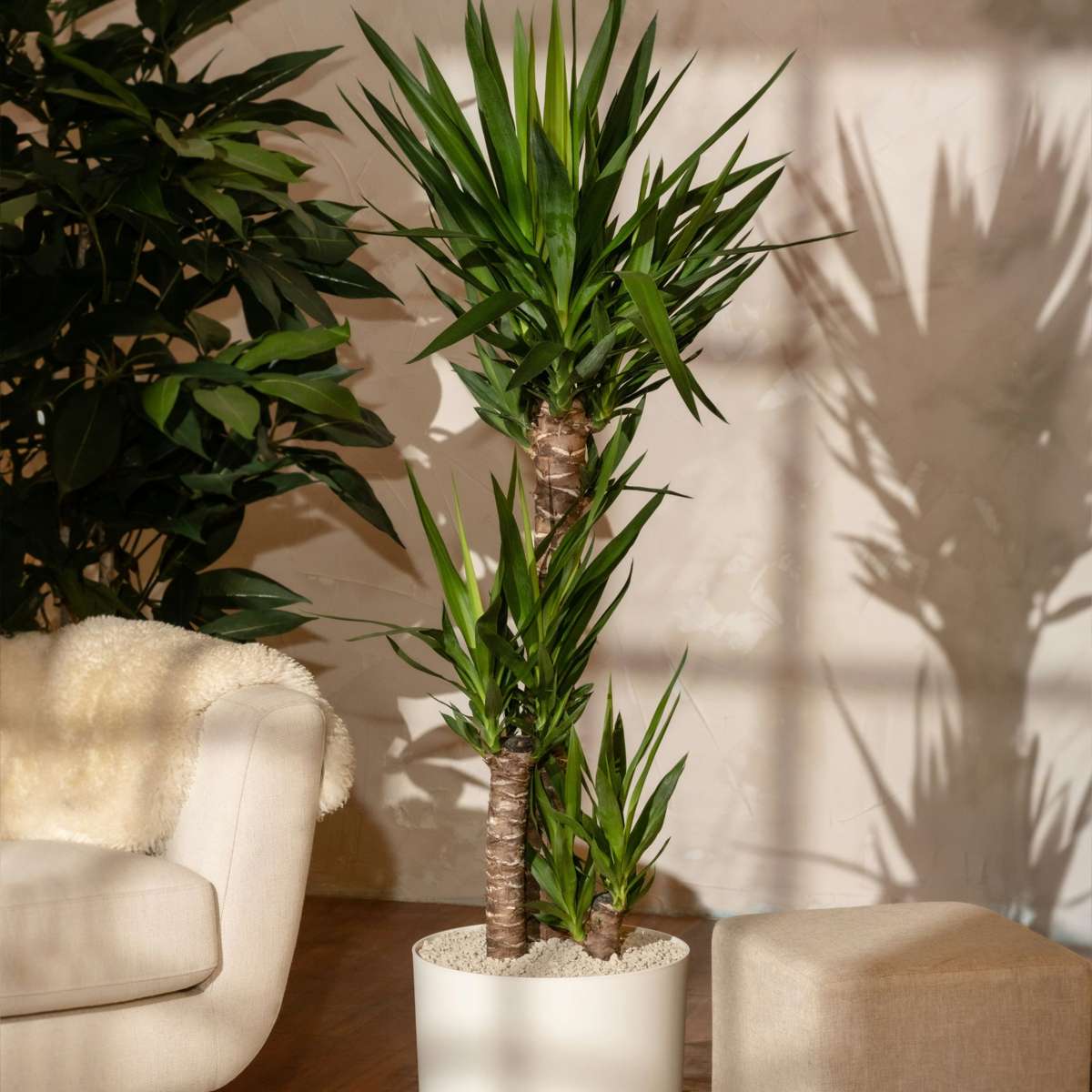 Yucca elephantipes - Palmlelie - Set van 2