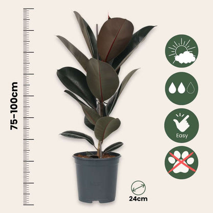 Ficus Elastica 'Abidjan'
