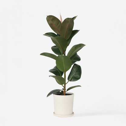 Ficus Elastica 'Robusta'