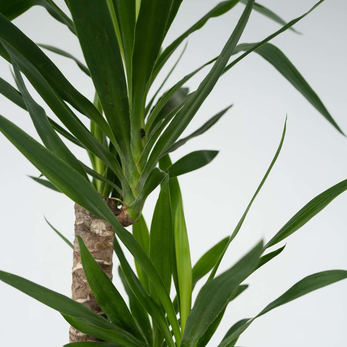 Yucca elephantipes - Palmlelie