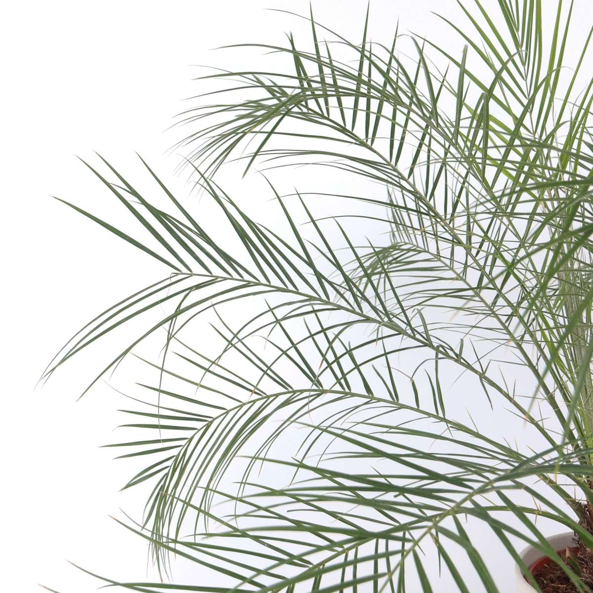 Phoenix roebelenii - Dwergdadelpalm