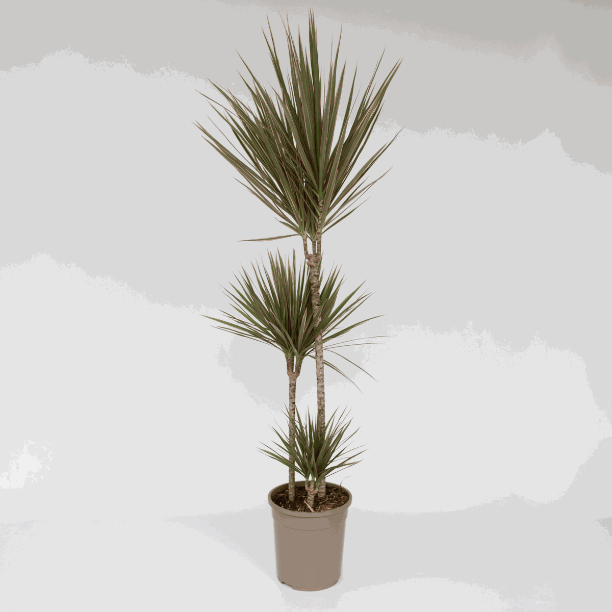 Dracaena marginata Bicolor - Drakenbloedboom