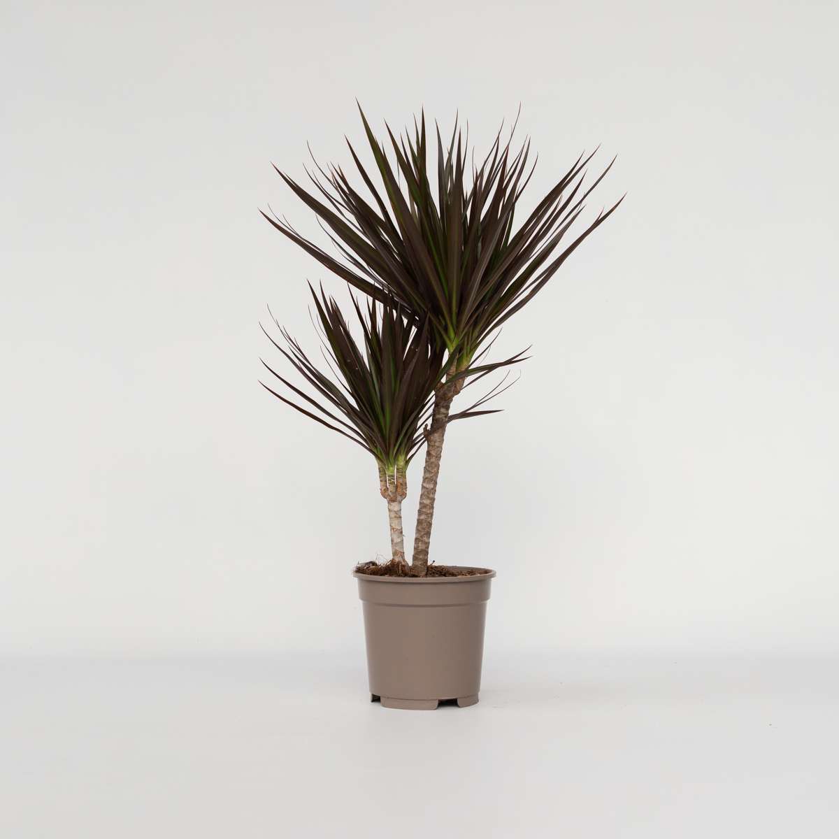 Dracaena marginata Magenta - Drakenbloedboom