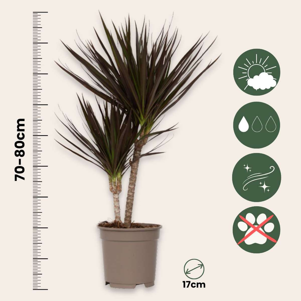 Dracaena marginata Magenta - Drakenbloedboom