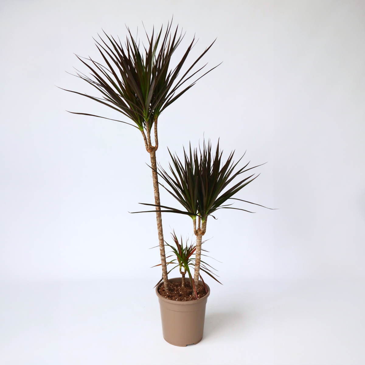 Dracaena marginata Magenta - Drakenbloedboom