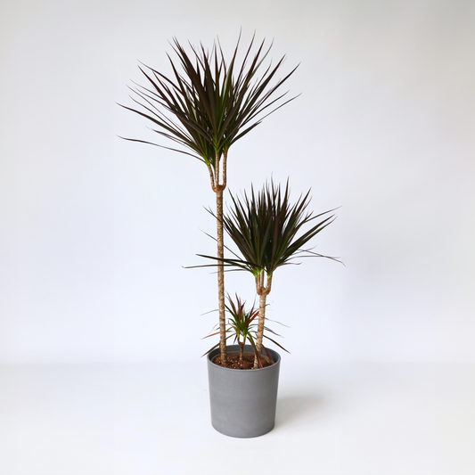 Dracaena marginata Magenta - Drakenbloedboom