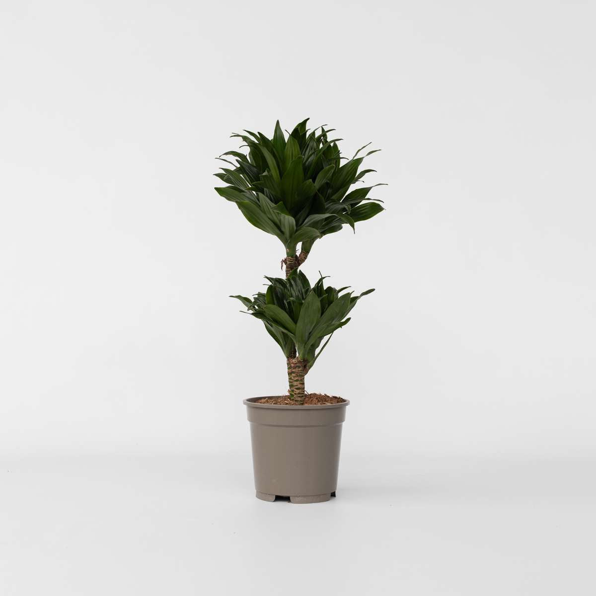 Dracaena deremensis 'Compacta'