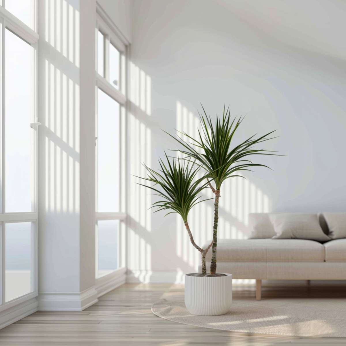 Dracaena marginata - XL Drakenbloedboom