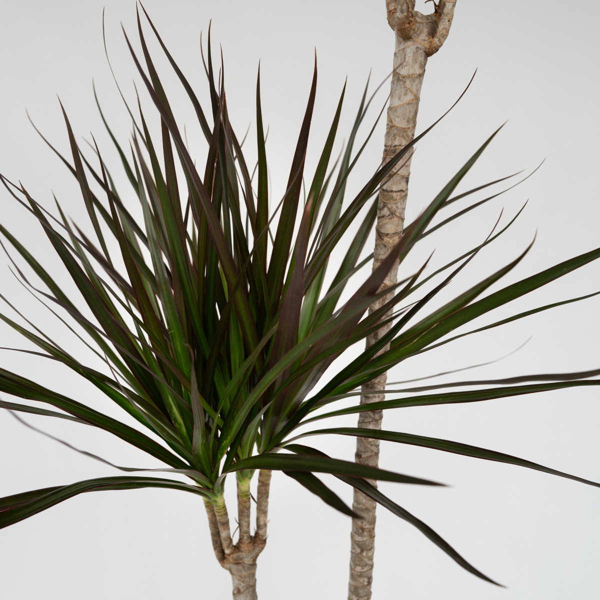 Dracaena marginata - XL Drakenbloedboom