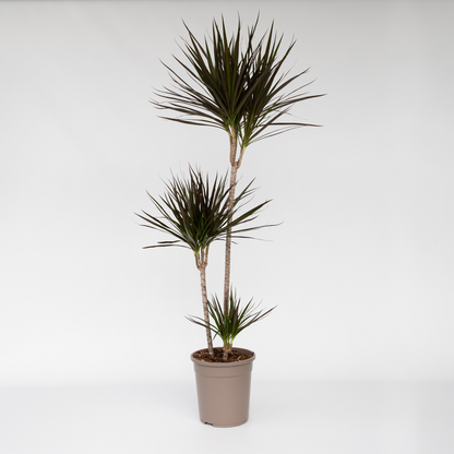 Dracaena marginata - XL Drakenbloedboom