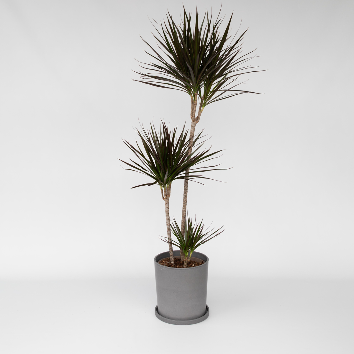 Dracaena marginata - XL Drakenbloedboom