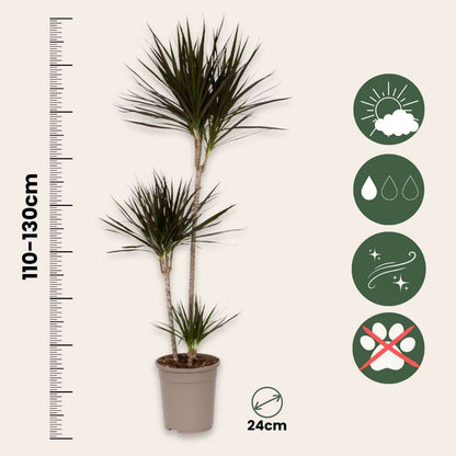 Dracaena marginata - XL Drakenbloedboom